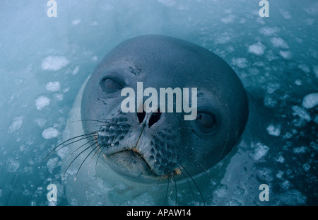 Guarnizione di Weddell (Leptonychotes Weddellii) al foro per la respirazione in ghiaccio, il Mare di Ross, Antartide Foto Stock