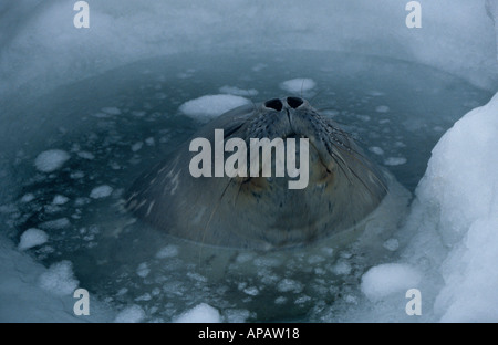 Guarnizione di Weddell (Leptonychotes weddellii) al foro per la respirazione in ghiaccio, il Mare di Ross, Antartide Foto Stock