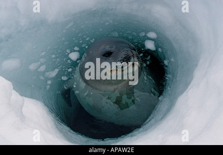 Guarnizione di Weddell (Leptonychotes weddellii) al foro per la respirazione, il Mare di Ross, Antartide Foto Stock