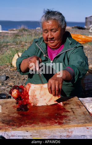 Inuvialuit (Inuit) Taglio Donna Beluga carne di balena con tradizionale coltello (ULU) vicino a Inuvik, NW Territori, Canada Foto Stock