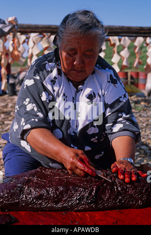 Inuvialuit (Inuit) Taglio Donna Beluga carne di balena con tradizionale coltello (ULU), vicino a Inuvik, NW Territori, Canada Foto Stock