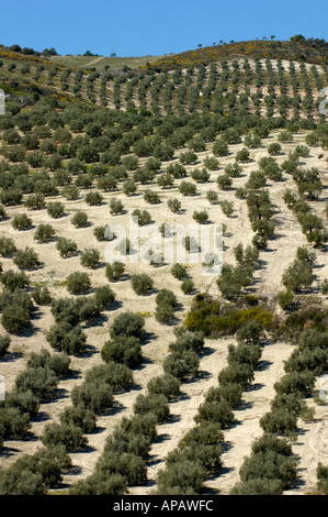 Filari di olivi in Andalusia, Spagna. Foto Stock