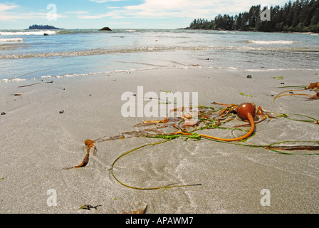 Una composizione naturale su una spiaggia di una delle alghe marine Foto Stock