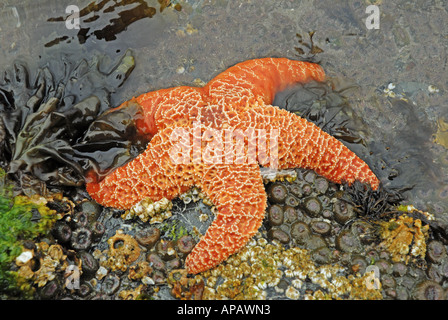 Ritratto classico di un ocra stella di mare (Pisaster ochraceus) Foto Stock