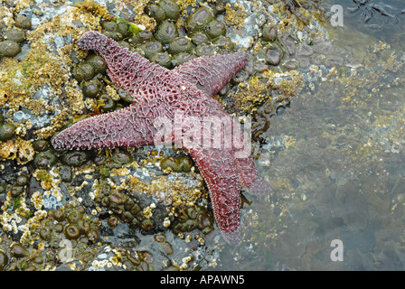 Ritratto classico di un ocra stella di mare (Pisaster ochraceus) Foto Stock