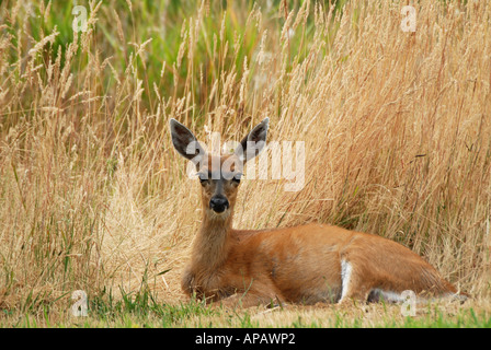 Nero-tailed deer in appoggio Foto Stock