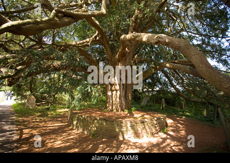 Uno dei più antichi in Inghilterra yew alberi nel cimitero di Stoke Gabriel's church. Stoke Gabriel Devon England. Foto Stock