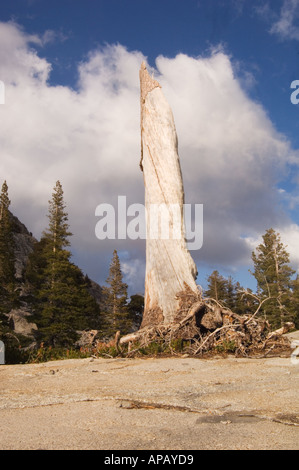 Weathered e sbiancato tall ceppo di albero snag tenendo premuto su di granito con alberi sempreverdi in background soleggiato con nuvole dietro Foto Stock