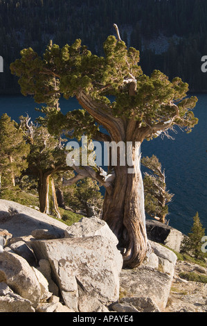 Vecchio weathered nodose pine tree crescono fuori di una pila di granito in desolazione deserto in sierra Nevadas California Foto Stock