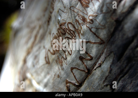 Albero genealogico: Emostoma di eucalipto, eucalipto racemosa o eucalipto sclerofilla alla foresta pluviale di Yidney Scrub sull'isola di Fraser, Queensland. Foto Stock