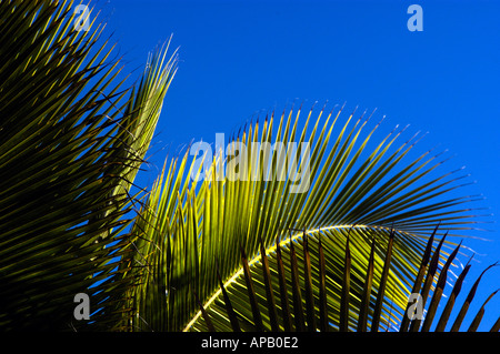 Immagine iconica delle foglie di palma tropicali contro un cielo blu profondo. Happy Times a Queensland, Australia. Foto Stock