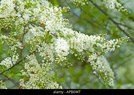 Uccello europeo ciliegio (Prunus padus), fioritura Foto Stock