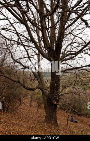 Alture del Golan Turkish Oak Quercus cerris sul monte Hermon Foto Stock