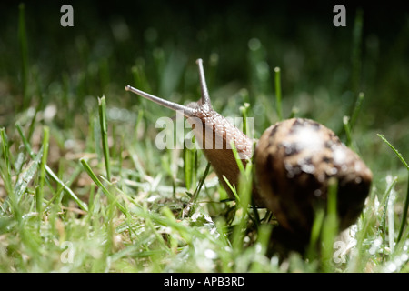 Giardino in comune va a passo di lumaca in erba Foto Stock