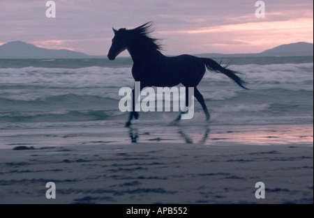 Cavallo nero sulla spiaggia Foto Stock