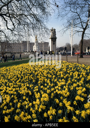 Il Mall London display a molla di narcisi lungo il bordo del St James Park con il Victoria Memorial e Buckingham Palace oltre Londra Inghilterra REGNO UNITO Foto Stock