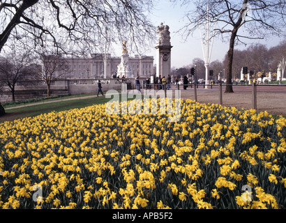 Mostra primaverile di perenni narcisi gialli Narcissus a St James Park accanto al Mall con il Victoria Memorial e Buckingham Palace oltre l'Inghilterra Regno Unito Foto Stock