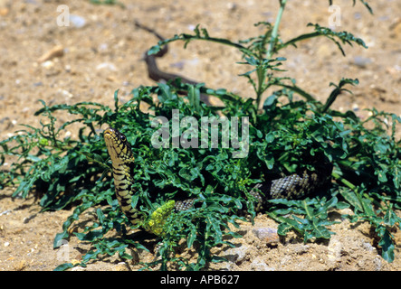 Biscia Natrix natrix emergente dalla pianta Foto Stock