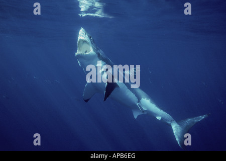 Squalo bianco Carcharhodon carcharias Gaudalupe Island Pacific Ocean Foto Stock