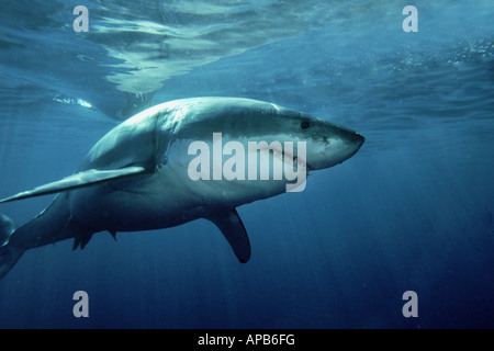 Squalo bianco Carcharhodon carcharias Foto Stock