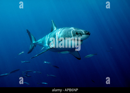 Squalo bianco Carcharhodon carcharias Foto Stock