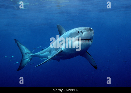 Squalo bianco Carcharhodon carcharias Foto Stock