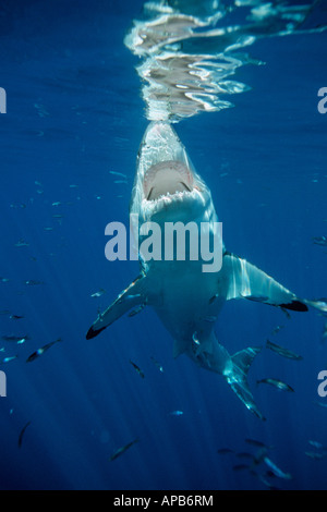 Squalo bianco Carcharhodon carcharias Foto Stock