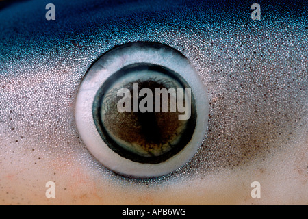 Blue Shark Prionace glauca occhio California Oceano Pacifico Foto Stock