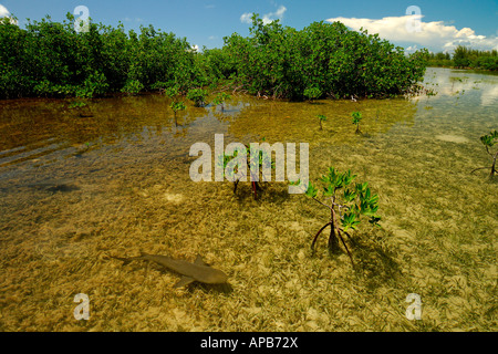 Lo squalo limone Negaprion brevirostris novellame nel vivaio di mangrovie Bimini Oceano Atlantico Foto Stock