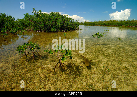 Lo squalo limone Negaprion brevirostris novellame nel vivaio di mangrovie Bimini Oceano Atlantico Foto Stock