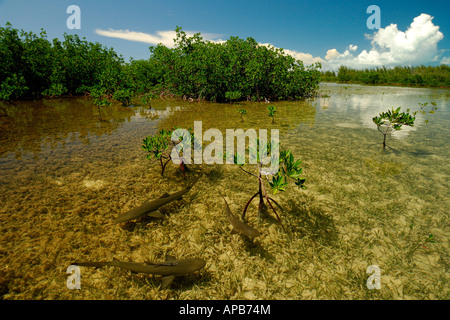 Lo squalo limone Negaprion brevirostris novellame nel vivaio di mangrovie Bimini Oceano Atlantico Foto Stock