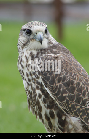 Gli uccelli rapaci hybrid Gyr Saker falcon Foto Stock