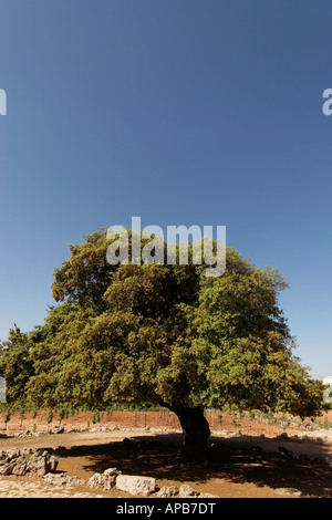 La giudea Kermes Oak Quercus Caliprinos in Gush Etzion Foto Stock
