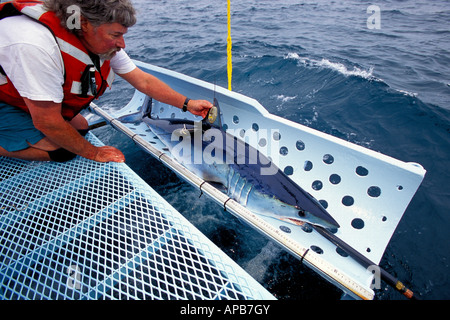 Squalo mako Isurus oxyrinchus California tagging Oceano Pacifico Foto Stock