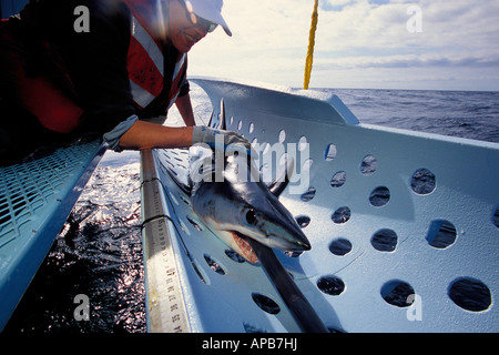 Squalo mako Isurus oxyrinchus satellite California tagging Oceano Pacifico Foto Stock