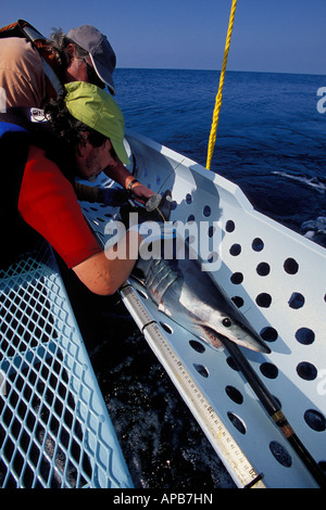 Squalo mako Isurus oxyrinchus satellite California tagging Oceano Pacifico Foto Stock