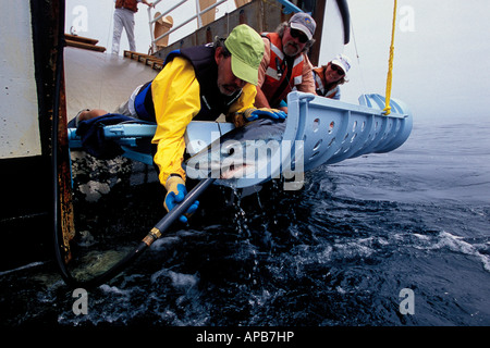 Squalo mako Isurus oxyrinchus satellite California tagging Oceano Pacifico Foto Stock