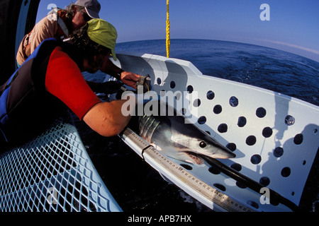 Squalo mako Isurus oxyrinchus California tagging Oceano Pacifico Foto Stock