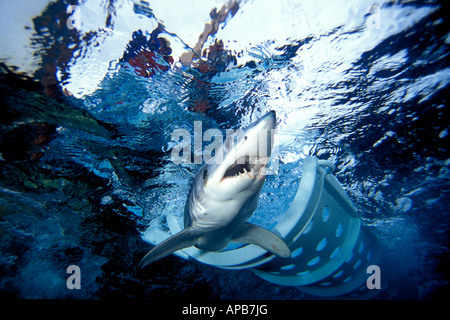 Squalo mako Isurus oxyrinchus California tagging Oceano Pacifico Foto Stock