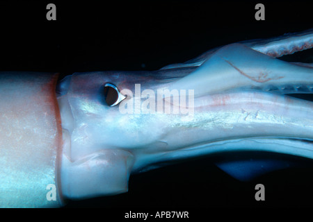 Calamaro di humboldt Dosidicus Gigas mare di Cortez messico Foto Stock