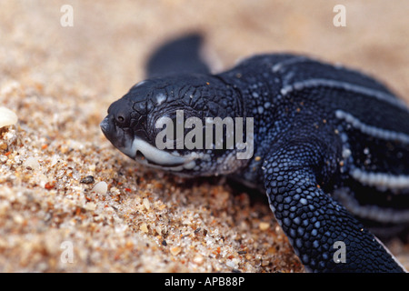 La Tartaruga Liuto Dermochelys coriacea Foto Stock