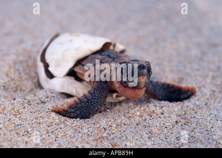 Tartaruga Caretta Caretta caretta Foto Stock