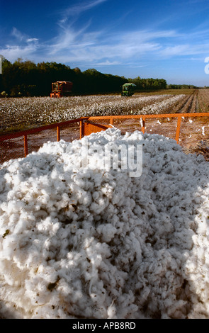 Agricoltura - il raccolto di cotone in una boll buggy con raccoglitori il lavoro sul campo in background / GEORGIA, STATI UNITI D'AMERICA. Foto Stock
