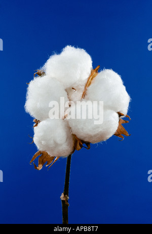 Agricoltura - Aprire completamente la coppia 5-lock cotone Acala boll contro il cielo blu / San Joaquin Valley, California, Stati Uniti d'America. Foto Stock