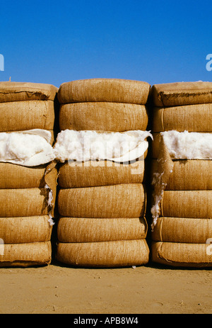 Agricoltura - balle di cotone Acala sono allineati in corrispondenza di un cotone gin piazzale di stoccaggio / Kern County, California, Stati Uniti d'America. Foto Stock