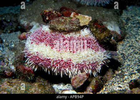 Flower urchin Toxopneustes pileolus Foto Stock