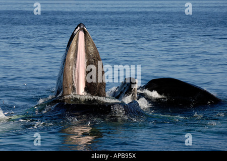 Humpback Whale Megaptera novaeangliae Foto Stock