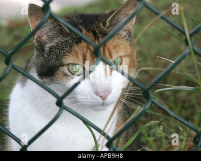 Un gatto con protagonista attraverso un recinto di filo. Foto Stock