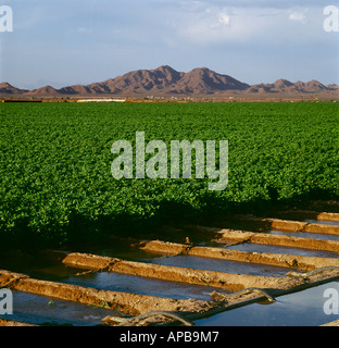 Campo di metà della crescita di piante di cotone al fiore palcoscenico mostra irrigazione di solco operazioni utilizzando tubi di sifone in primo piano. Foto Stock