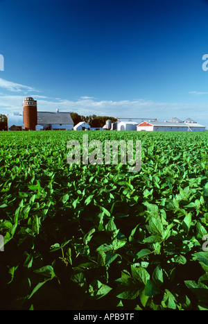 Agricoltura - Closeup dettaglio della metà la crescita semi di soia completamente il baldacchino nella luce del pomeriggio con una cascina dietro / Iowa (USA). Foto Stock